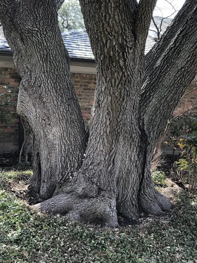 Mature heritage tree close to a Streetsboro property cared for by certified arborists